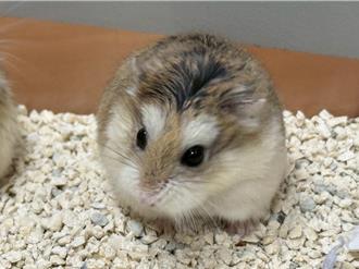 台北寵物用品展7／5登場 桃市動保處設「特殊認養區」