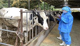 高雄牛隻有福了！市府補助疫苗 狂擋「三日熱」威脅
