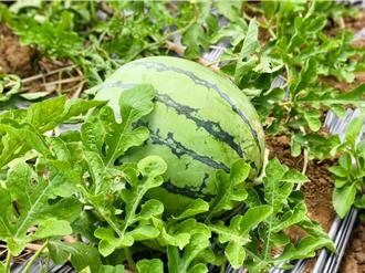 三芝夏日西瓜節6日登場 吃瓜、騎車、抽大獎共遊北海岸