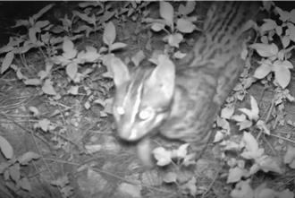 石虎不只住山區！雲林濁水溪出海口首度清晰入鏡