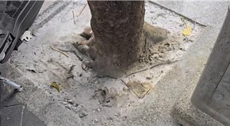 台銀基隆分行前路樹遭水泥覆蓋 市府要求即刻處理