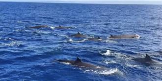 虎鯨才成對現身花蓮外海 罕見朗氏喙鯨群現蹤共遊