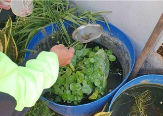 雲林北港爆日本腦炎 6旬翁住家近豬舍 衛生局籲防蚊