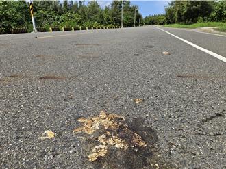 屏東車城濱海景觀道路陸蟹遭路殺 福安橋至龜山橋封橋時段曝