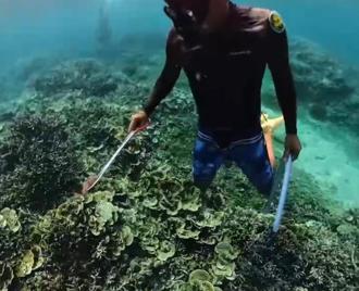 澎湖棘冠海星爆棚！清2天僅44隻遭轟「消極」 海保署回應了