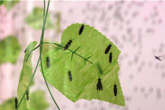 黑水虻助力！嘉縣廚餘全循環中心年減212公噸碳排放