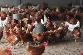 暑假供过于求！鸡蛋产地价每斤跌3元