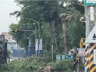 屏東信義國小建通學步道砍19棵小葉欖仁 遭批「負面環境教育」