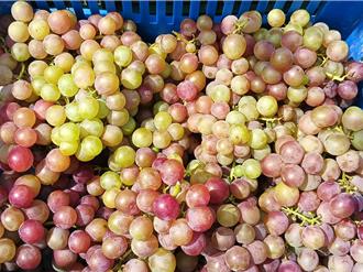 葡萄变「绿」了！彰化果农20年最惨 约3成葡萄着色不良