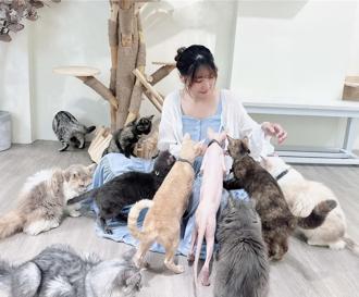 超萌旅宿新玩法！捷丝旅台南虎山馆推「撸猫」特宠体验