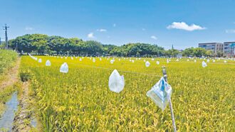 台中 稻田膨風裝置 塑膠袋防鳥害