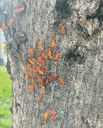 台中 長榮里欒樹染椿象 專家稱無害