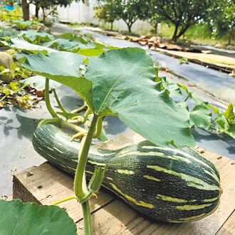 她怕豐收：──偽農婦的田園日記讀後