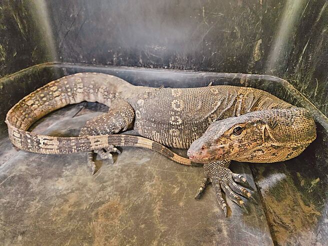 新北市动保处人员6月27日捕捉到来自东南亚的「泽巨蜥」，现已在医疗中心野生动物病房安置。（新北市动保处提供／张铠乙新北传真）