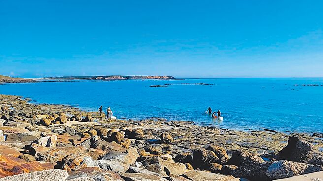 7月1日是澎湖採捕野生马粪海胆解禁第一天，一早西屿乡合界海边有5人下海捕捞，但只捕到3颗。（许逸民摄）