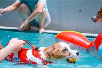 高雄毛孩暑假衝了！「狗狗認證課」開辦 學游泳還教CPR