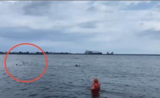 高雄永安鑽石沙灘野狗咬人釀1死！ 上月才有泳客被咬傷