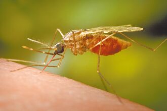 20年首見諾氏瘧移入 赴菲當心