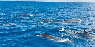 深海的詩人 花蓮外海 朗氏喙鯨罕見現蹤