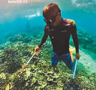 澎湖 清除棘冠海星挨批 海保署：尊重