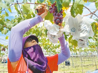 葡萄不紫 彰化果农脸绿了