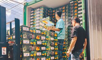 六龜金煌芒果出口 首批銷星國