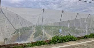 熱帶性低氣壓恐帶來豪雨 高雄農業局籲農民盡速搶收