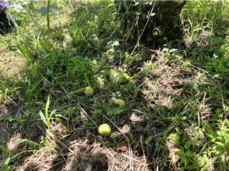 苗栗砂糖橘、甜柿雨害受损 农民现金救助申请开跑