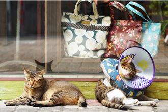 屏東「央市貓族」自發控管浪貓 3年結紮500隻、送養百隻