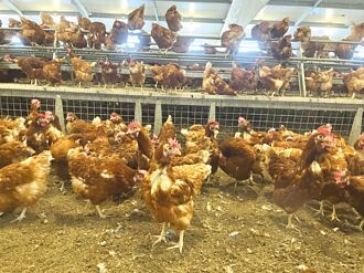 轉型奏效 蛋雞經濟年產值衝340億