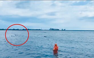 高雄 翁海中遭3浪犬追咬 溺水送命