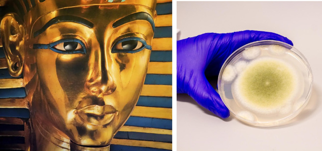 图坦卡门法老的考古发现是惊人的，但不少人进入墓室后死亡，也传出了法老诅咒的传说。科学家认为黄麴菌可能是诅咒的真相。(图/美联社、宾州大学)