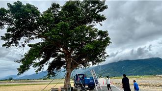 丹娜丝颱风将至 台东农民抢收稻米 金城武树加固防颱