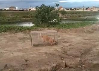 流浪狗襲老翁害命！高雄加大捕捉力道 收容機構趨近飽和