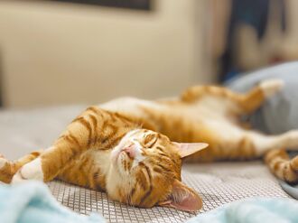 寵物商機熱 寵糧三強新品搶市