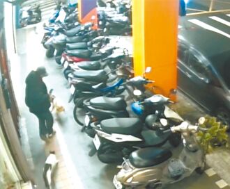 店猫伤人莽男踹笼 双双挨罚