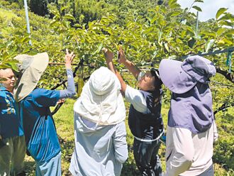 苗栗砂糖橘、甜柿农损 现金救助启动