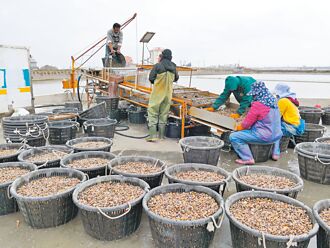 雲林文蛤分段養殖 每公頃多賺50萬