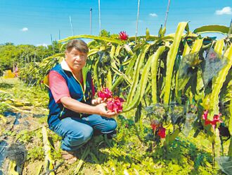 嘉縣 竹崎休閒果園 周六日免費採果