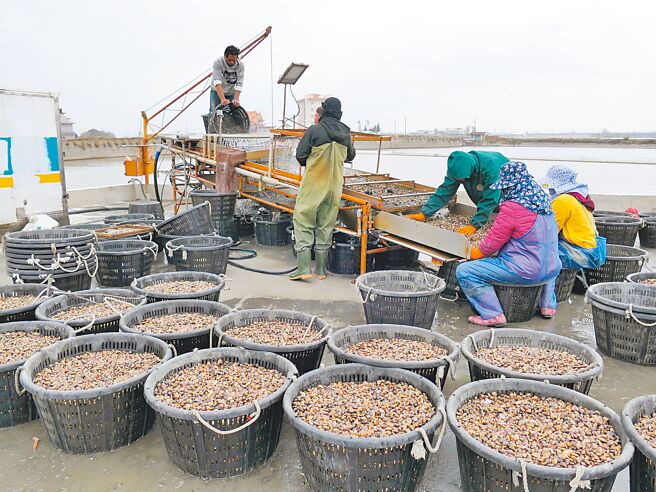 云林县文蛤暴毙成常态，台西试验场推「文蛤分段养殖」，每公顷收入可多50万元以上。（张朝欣摄）