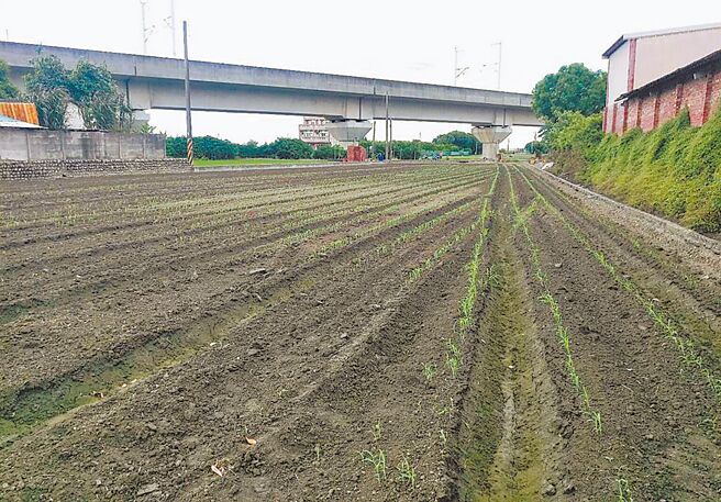 云林县高铁沿线地层下陷严重，中央及县府均鼓励农民转作旱作杂粮，图为高粱苗。（本报资料照片）