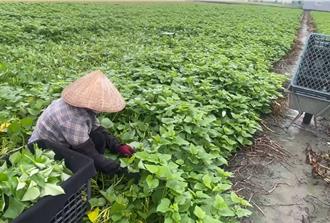 丹娜絲颱風襲台！雲林菜價漲1成 漁民趕搶收牡蠣