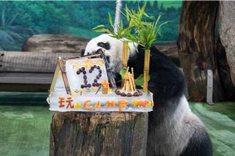 圓仔今歡度12歲生日 保育員特製「露營」主題冰蛋糕