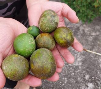 低溫＋颱風夾擊！台中柑橘園受損2成 果農急護樹