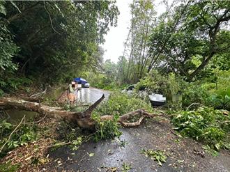 礁溪跑馬古道香腸伯旁巨樹倒塌壓車　所幸無人傷亡