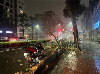 丹娜絲挾11級陣風狂掃高雄 路樹倒塌沒閃過！騎士慘摔