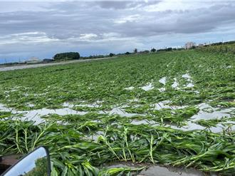 丹娜絲狂掃雲林！張麗善喊話中央：農損「全品項」補助