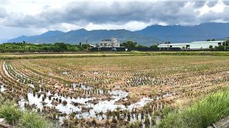 丹娜丝酿导水土堤流失！台东稻农陷焦虑 恐影响二期稻作