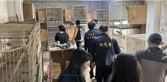 海巡署破獲跨國走私集團  數千顆保育類鸚鵡蛋流入市面