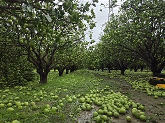 麻豆文旦「7成落果」農民欲哭無淚 北門1蘭園損失上億